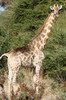Botswana, Namibie, Zambie - Parc de Mahango - Girafe