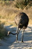 Botswana, Namibie, Zambie - Parc de Moremi - Autruche femelle