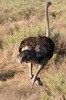 Botswana, Namibie, Zambie - Parc de Moremi - Autruche femelle