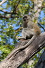 Botswana, Namibie, Zambie - Parc de Moremi - Singe vervet