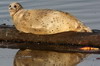 Sooke (Ile de Vancouver) (Canada) - Phoque veau-marin
