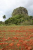 Cuba - Vi�ales - Mogote solitaire