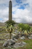 Ethiopie - Plateau de Sanetti (Parc National de Bale) - Lob�lies g�antes