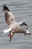 Ethiopie - P�cherie Lac Awassa - Mouette � t�te grise