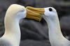 Espanola (Iles Galapagos) - Albatros des Galapagos (couple paradant)