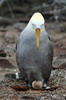 Galapagos - Espanola - Albatros des Galapagos couvant son ?uf