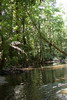 Guyane française - Saül - Rivière dans la jungle