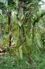 Indon�sie - Munduk (Bali) - Plant de vanille