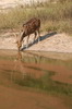 Inde - Parc National de Bandhavgarh - Cerf axis � la buvette