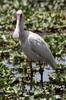 Voyage naturaliste au Kenya - Lac Naivasha - Spatule d'Afrique
