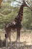 Voyage naturaliste au Kenya - Parc National de Nakuru - Girafe de Rotschild