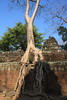 Cambodge - Temple Ta Phrom - Fromager sur le mur d'enceinte