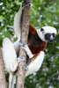 Madagascar - Parc du Palmarium - Propith�que de Coquerel (Propithecus verreauxi coquereli)