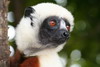 Parc du Palmarium (Madagascar) - Propithèque de Coquerel (Propithecus verreauxi coquereli)