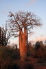 Madagascar - Ifaty - Baobab