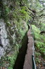 Randonn�e � Mad�re - Queimadas - Chemin le long de la levada