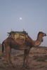Maroc - Timzguida Ouftass - Dromadaire au clair de lune