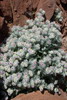 Namibie - Twyfelfontein - Fleurs