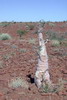 Namibie - Damaraland - Un pachypodium