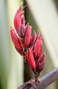 La Nouvelle-Z�lande du Nord au Sud - Parc National Abel Tasman - Fleur de flax