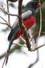 Voyage ornithologique au Panama - Panama City - Trogon de Mass�na