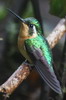 Voyage ornithologique au Panama - Guadalupe - Colibri � ventre ch�tain femelle