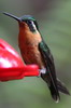 Voyage ornithologique au Panama - Guadalupe - Colibri � ventre ch�tain femelle