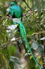 Voyage ornithologique au Panama - Guadalupe - Quetzal resplendissant m�le