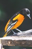 Voyage ornithologique au Panama - Finca Hartmann - Oriole de Baltimore