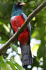 Voyage ornithologique au Panama - Cerro Azul - Trogon � queue noire m�le