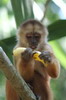 P�rou - Ile aux Singes - Capucin brun