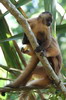 P�rou - Ile aux Singes - Capucin brun