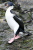 Argentine, Chili - Canal de Beagle (Ushuaia) - Cormoran � ventre blanc