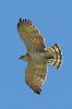 Short-toed Snake-eagle (Circaetus gallicus) - Spain