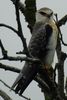 Black-winged Kite (Elanus caeruleus) - France
