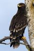 Greater Spotted Eagle (Clanga clanga) - Finland