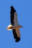Egyptian Vulture (Neophron percnopterus) - Canary Islands