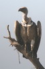 Vautour de Rppell (Gyps rueppelli) - Ethiopie