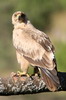 Aigle ravisseur (Aquila rapax) - Ethiopie