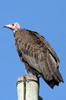 Vautour charognard (Necrosyrtes monachus) - Ethiopie