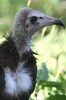 Vautour charognard (Necrosyrtes monachus) - Ethiopie