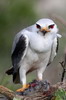 Elanion blac (Elanus caeruleus) - Afrique du Sud