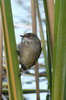 Rousserolle  bec fin (Acrocephalus gracilirostris) - Ethiopie