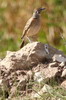 Alouette de Blanford (Calandrella blanfordi) - Ethiopie