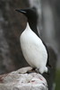 Guillemot de Brnnich (Uria lomvia) - Spitzberg
