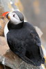 Macareux moine (Fratercula arctica) - Spitzberg