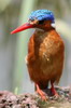 Martin-pcheur hupp (Corythornis cristatus) - Ethiopie