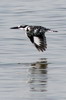 Martin-pcheur pie (Ceryle rudis) - Ethiopie