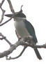 Martin-chasseur  collier blanc (Todiramphus chloris) - Indonsie