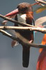 Martin-chasseur de Smyrne (Halcyon smyrnensis) - Sri Lanka